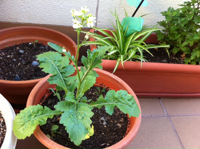 [Foto de planta, jardin, jardineria]