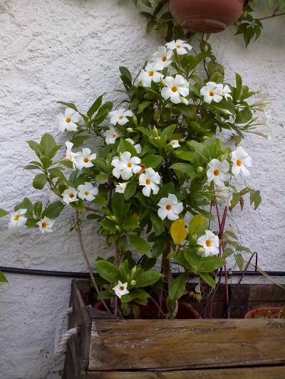 [Foto de planta, jardin, jardineria]