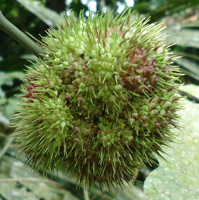 [Foto de planta, jardin, jardineria]