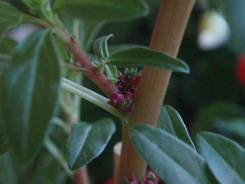 [Foto de planta, jardin, jardineria]