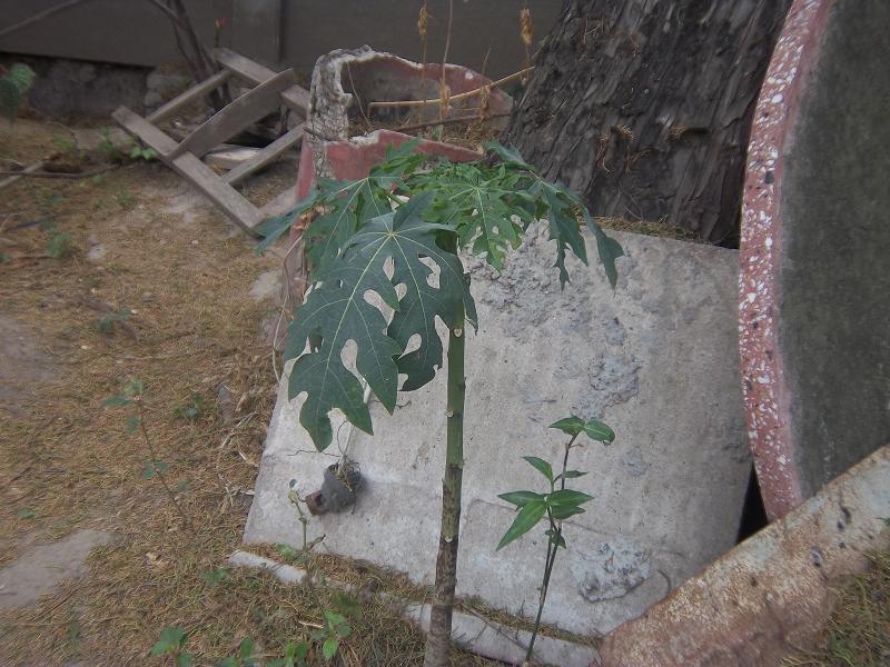 [Foto de planta, jardin, jardineria]