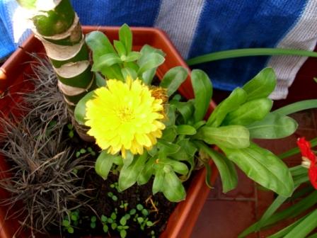 [Foto de planta, jardin, jardineria]