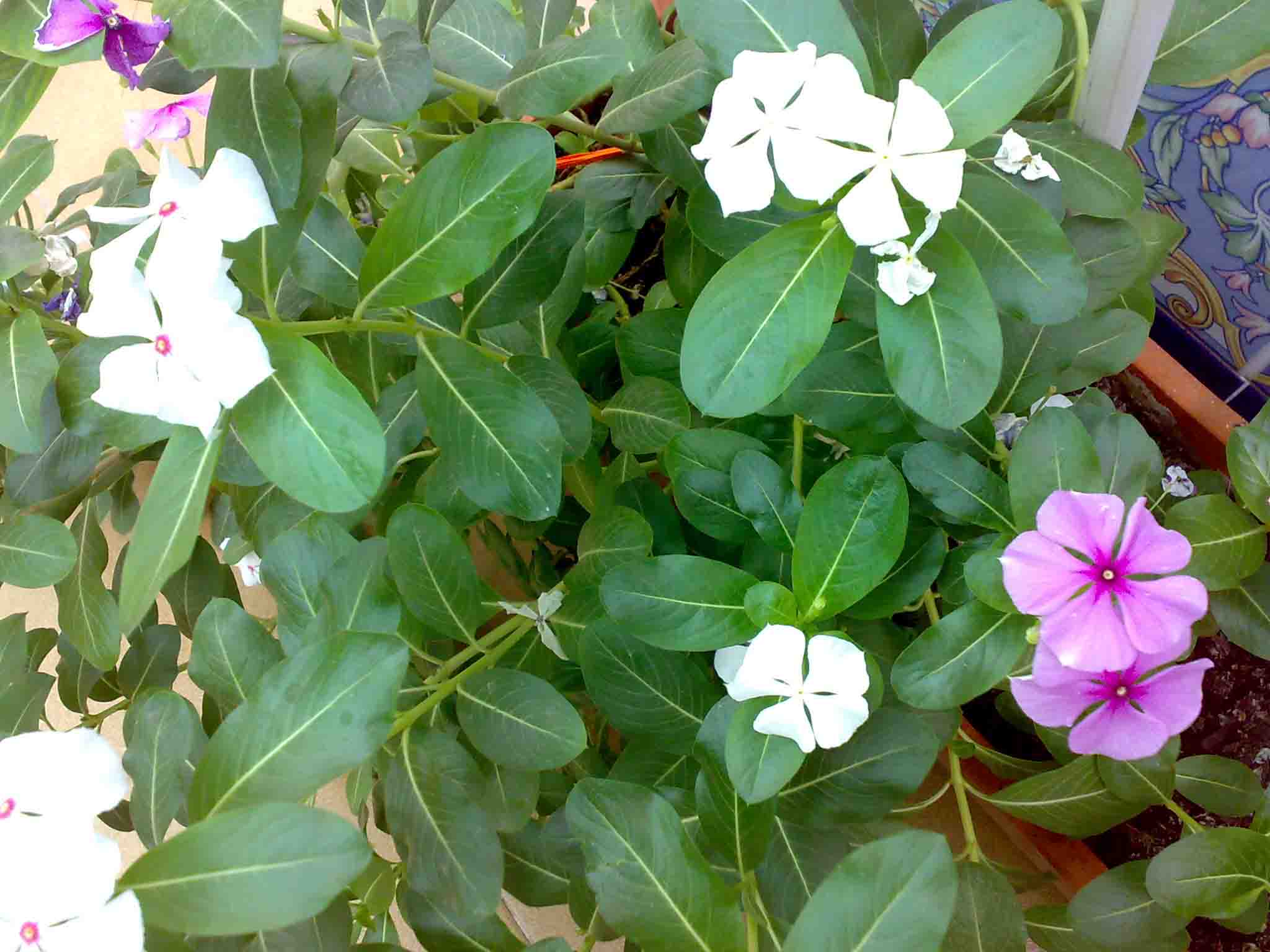 [Foto de planta, jardin, jardineria]