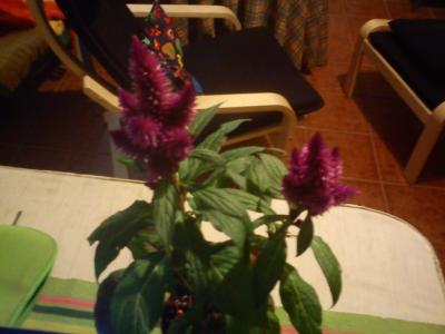 [Foto de planta, jardin, jardineria]