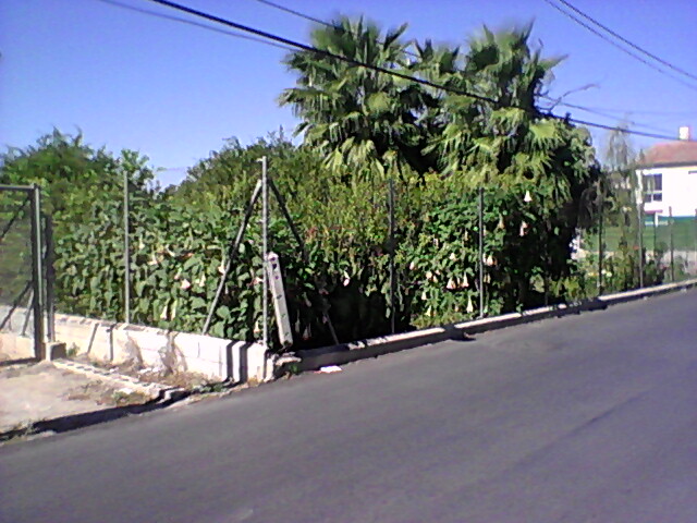[Foto de planta, jardin, jardineria]