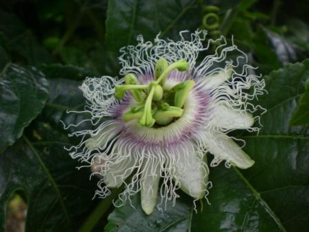 [Foto de planta, jardin, jardineria]