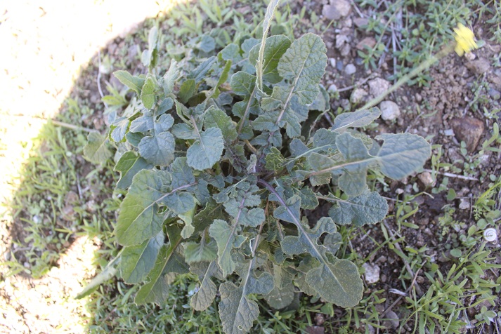 [Foto de planta, jardin, jardineria]