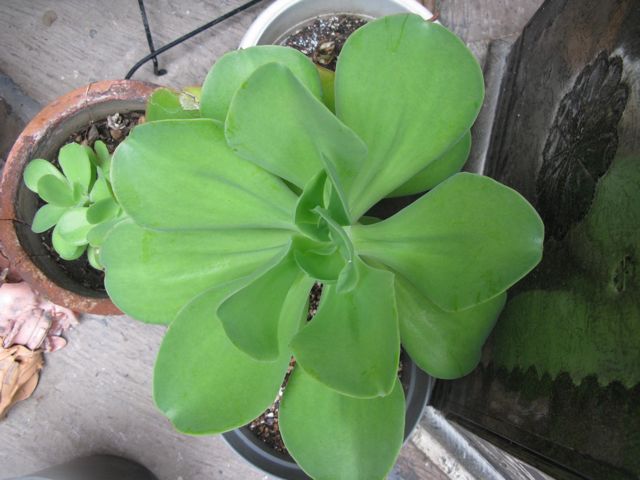 [Foto de planta, jardin, jardineria]