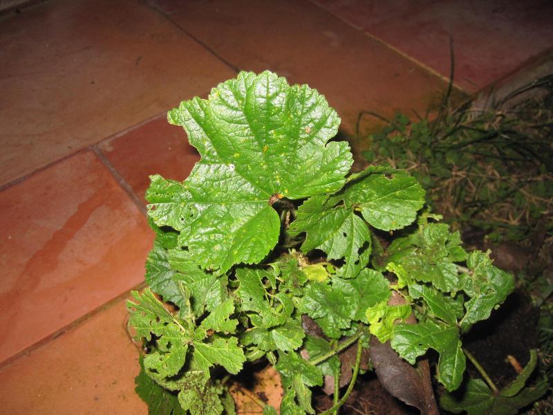 [Foto de planta, jardin, jardineria]