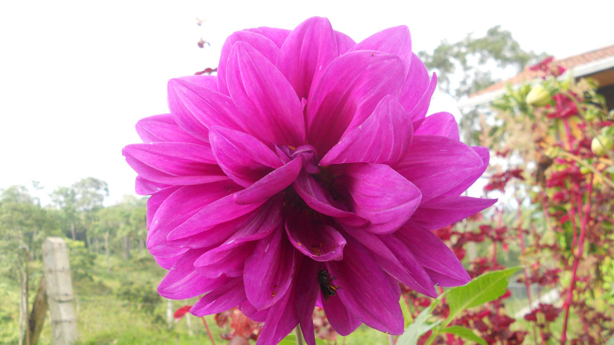 [Foto de planta, jardin, jardineria]