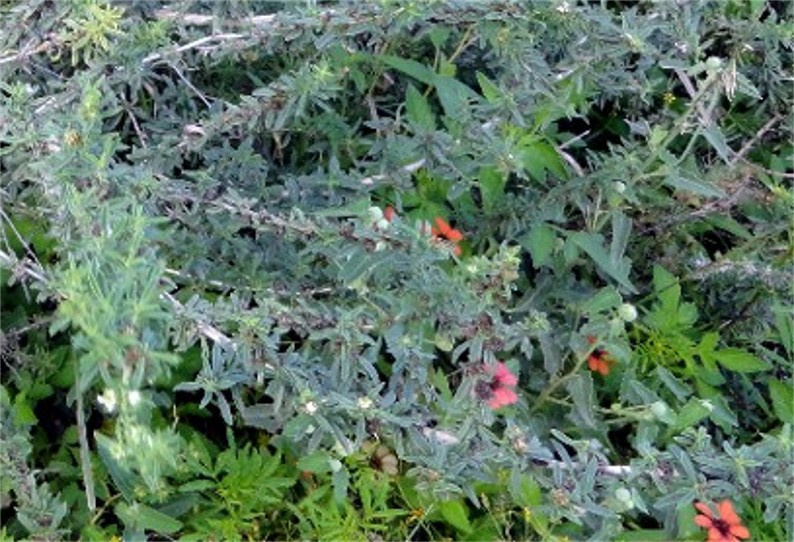 [Foto de planta, jardin, jardineria]