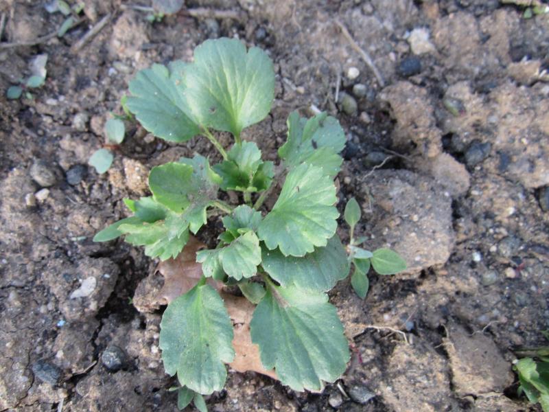 [Foto de planta, jardin, jardineria]