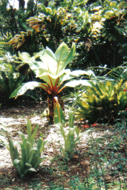 [Foto de planta, jardin, jardineria]