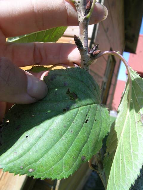 [Foto de planta, jardin, jardineria]