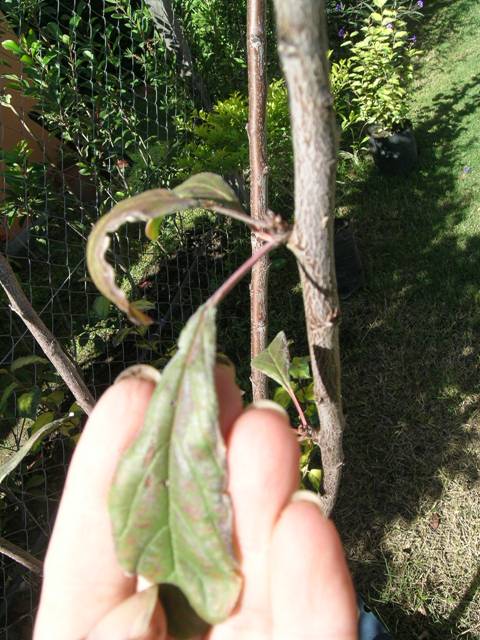 [Foto de planta, jardin, jardineria]