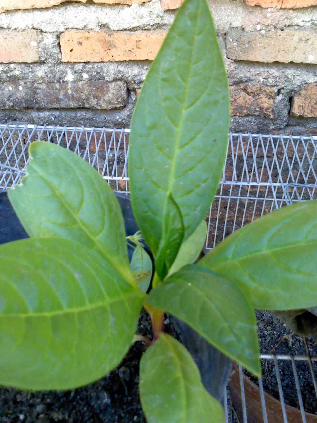 [Foto de planta, jardin, jardineria]