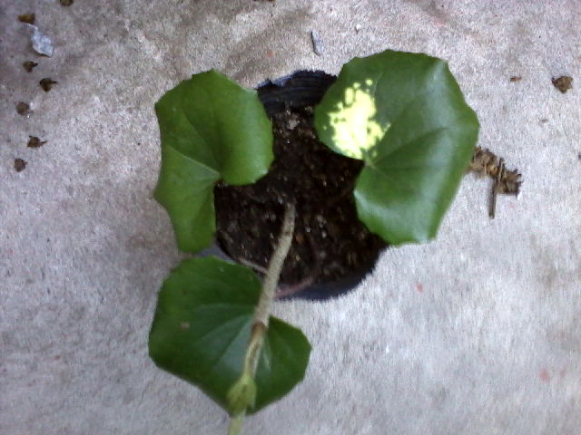 [Foto de planta, jardin, jardineria]