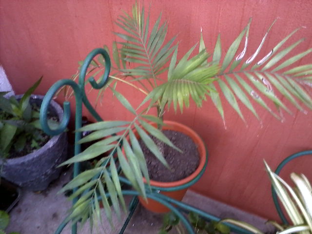 [Foto de planta, jardin, jardineria]