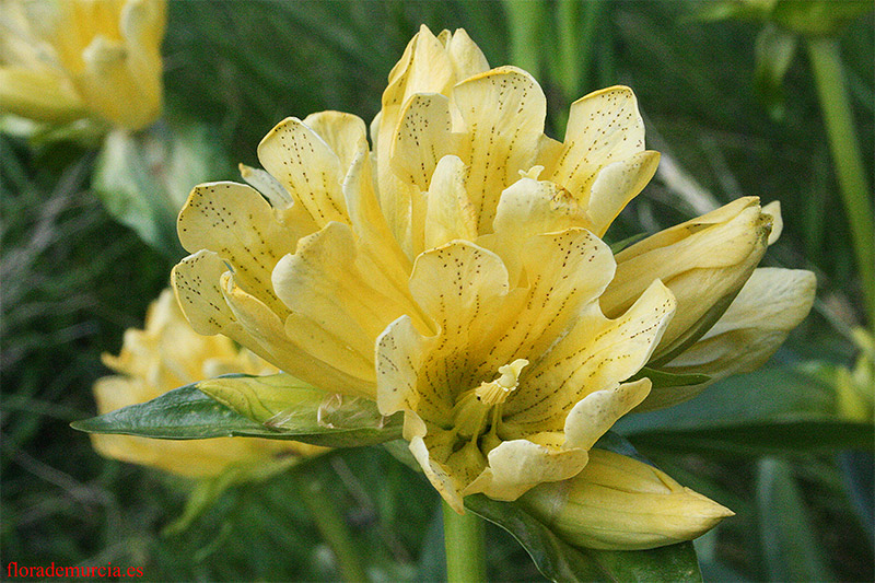 [Foto de planta, jardin, jardineria]