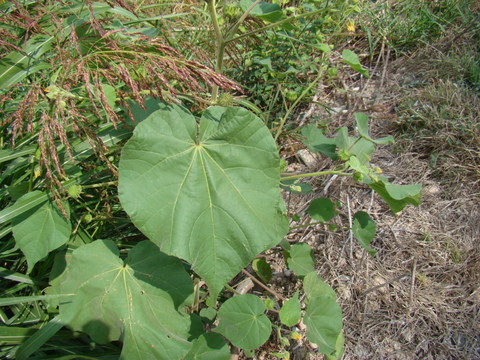 [Foto de planta, jardin, jardineria]
