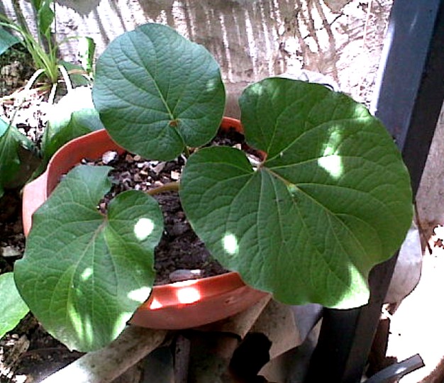 [Foto de planta, jardin, jardineria]