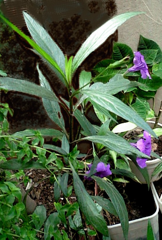 [Foto de planta, jardin, jardineria]