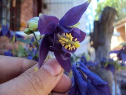 [Foto de planta, jardin, jardineria]