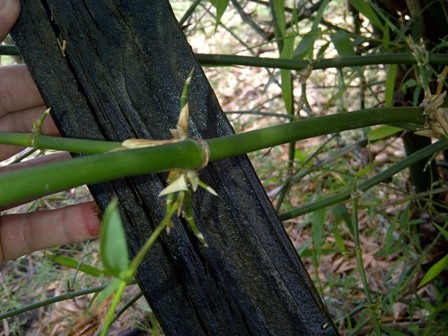 [Foto de planta, jardin, jardineria]