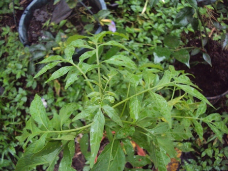 [Foto de planta, jardin, jardineria]