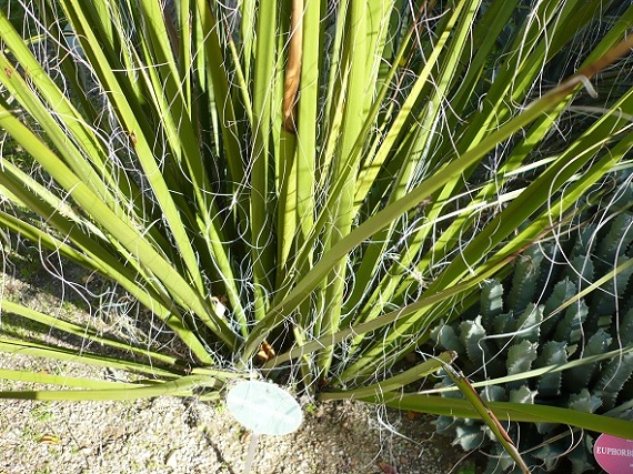 [Foto de planta, jardin, jardineria]