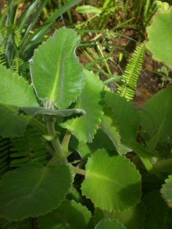 [Foto de planta, jardin, jardineria]