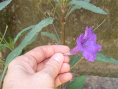 [Foto de planta, jardin, jardineria]