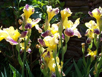 [Foto de planta, jardin, jardineria]