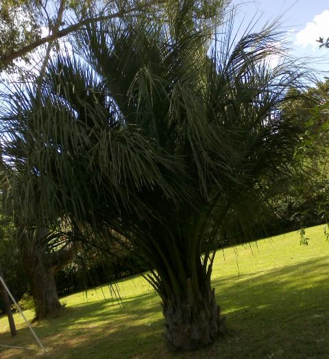 [Foto de planta, jardin, jardineria]