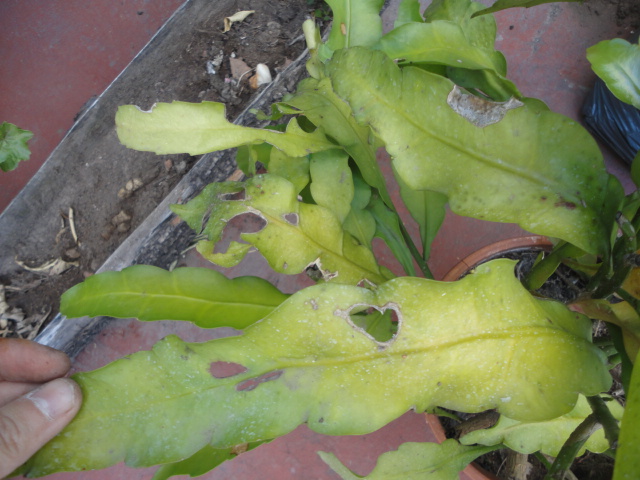 [Foto de planta, jardin, jardineria]