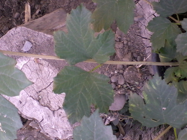 [Foto de planta, jardin, jardineria]