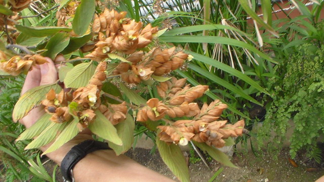 [Foto de planta, jardin, jardineria]