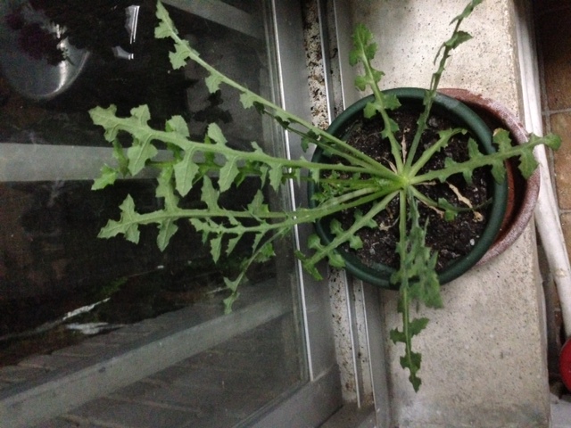 [Foto de planta, jardin, jardineria]