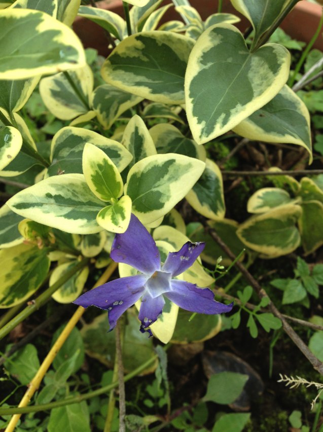 [Foto de planta, jardin, jardineria]