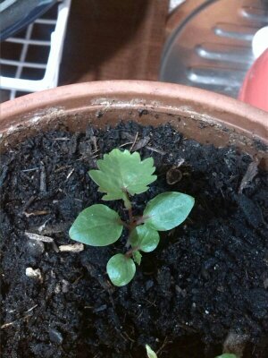 [Foto de planta, jardin, jardineria]