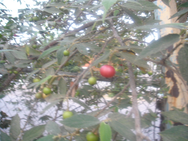 [Foto de planta, jardin, jardineria]