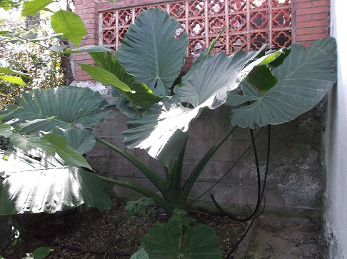 [Foto de planta, jardin, jardineria]