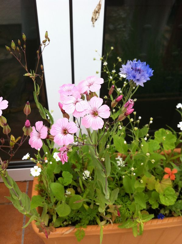 [Foto de planta, jardin, jardineria]