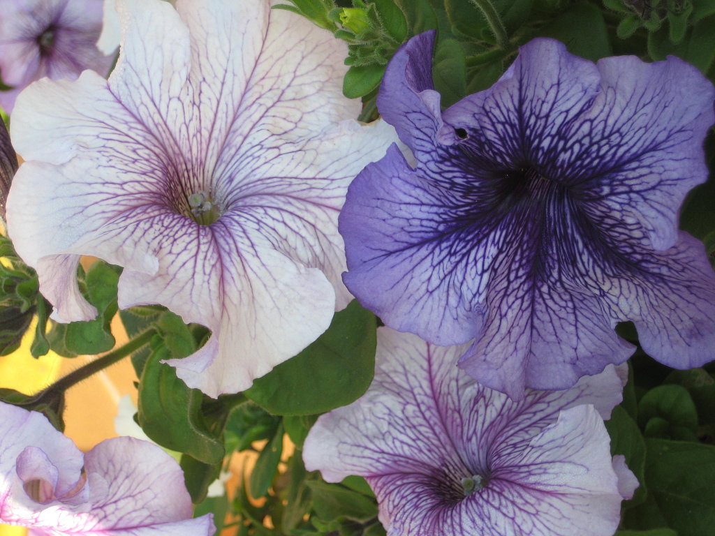 Fotos De Flores Moradas Y Sus Nombres