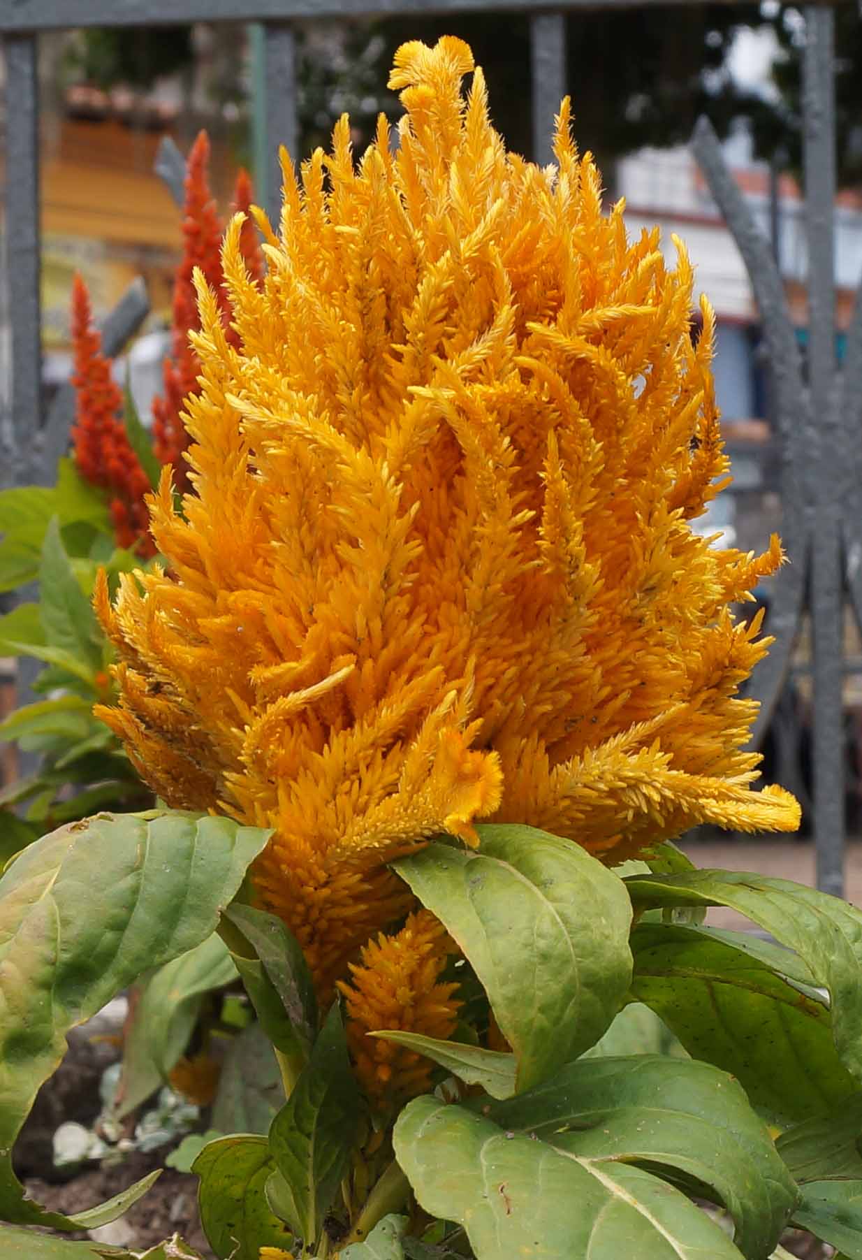 [Foto de planta, jardin, jardineria]