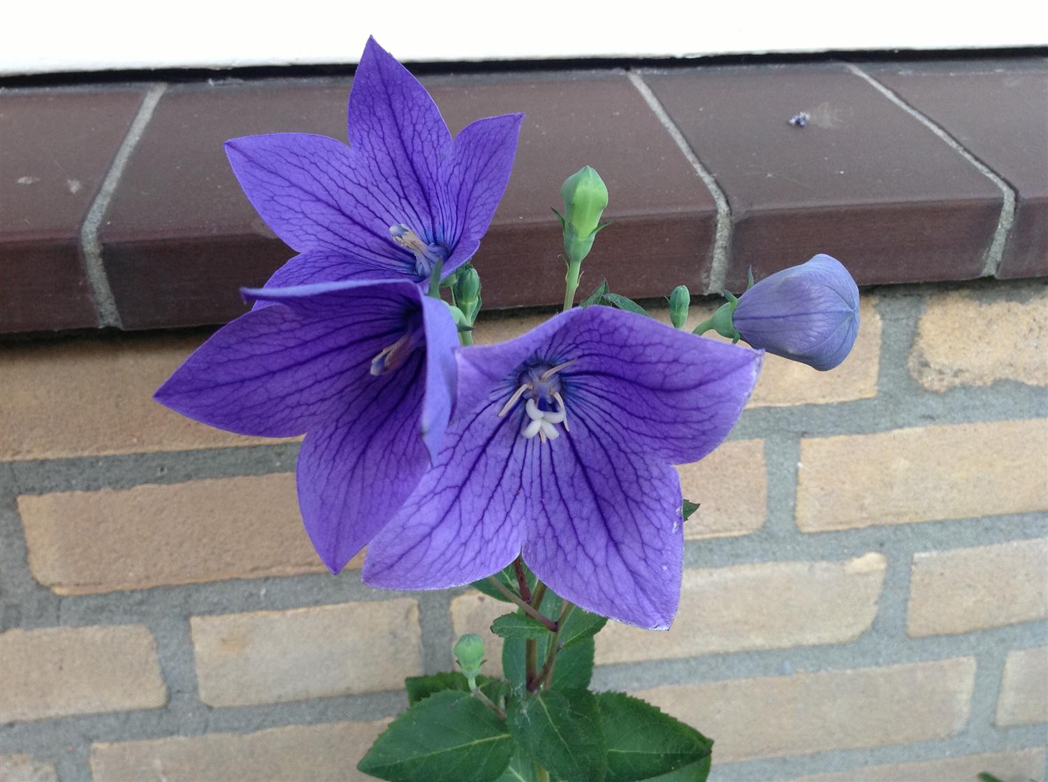 [Foto de planta, jardin, jardineria]