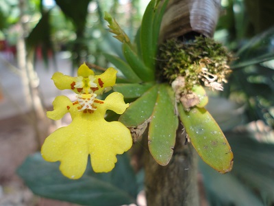 [Foto de planta, jardin, jardineria]