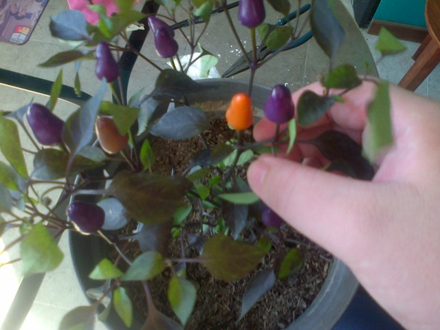 [Foto de planta, jardin, jardineria]
