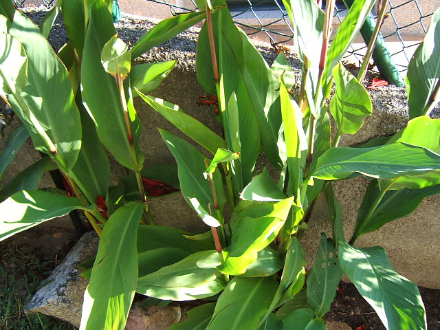 [Foto de planta, jardin, jardineria]