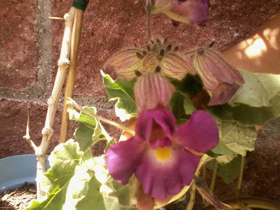 [Foto de planta, jardin, jardineria]